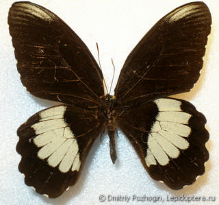Самец  Papilio ambrax