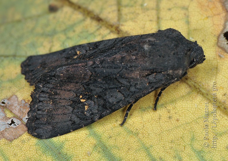 Aporophyla nigra de France Black Rustic 