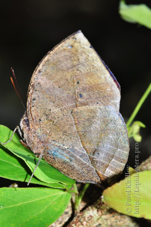 collection Véritable Papillon  Kallima paralekta  sous cadre taxidermie 