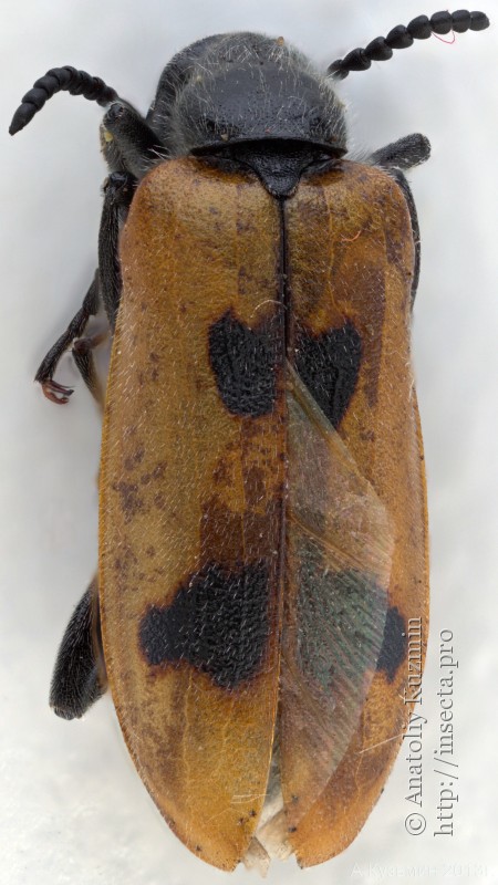 Лидус четырехпятнистый (Lydus quadrimaculatus)