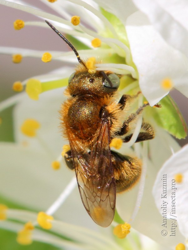 Пчела Osmia caerulescens