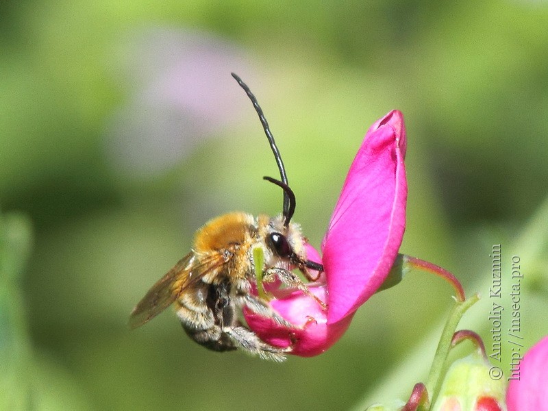 Длинноусая пчела Eucera longicornis