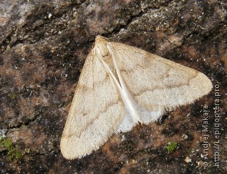 Имаго  (Alsophila aceraria)