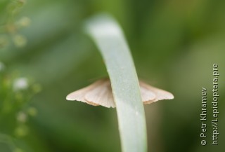 Polypogon tentacularia
