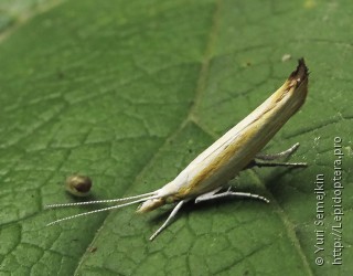 Ypsolopha blandella