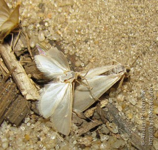 Самец и самка  (Acentria ephemerella)
