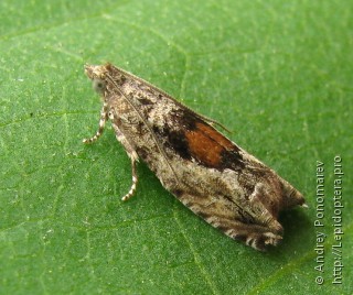 Имаго  (Epinotia nisella)