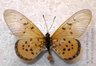Самец  Acraea neobule