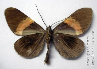 Самец  Milionia philippinensis