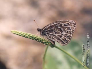 Boeberia parmenio