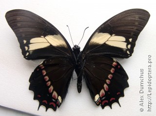 Papilio menatius
