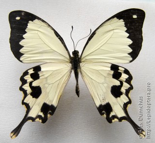 Имаго  Papilio dardanus
