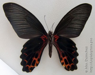 Papilio thaiwanus