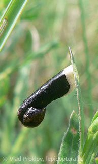 Coleophora vibicella