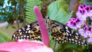 Имаго  Papilio demodocus