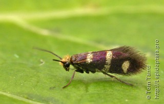 Micropterix