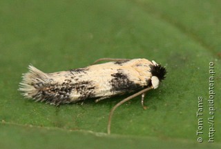 Nepticulidae