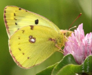 Colias hyale