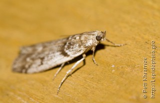 Zophodia grossulariella