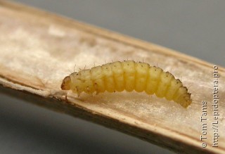 Личинка  Adaina microdactyla