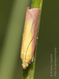 Имаго  (Oncocera semirubella)