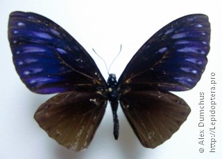 Имаго  Papilio paradoxa