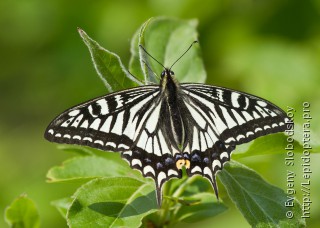 Имаго  (Papilio xuthus)
