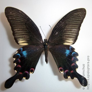 Имаго  Papilio polyctor