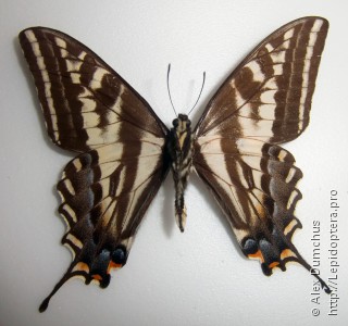 Имаго  Papilio eurymedon