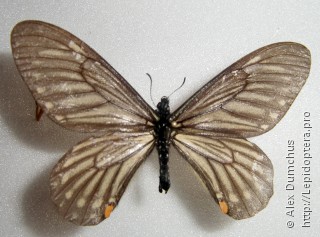 Papilio epycides