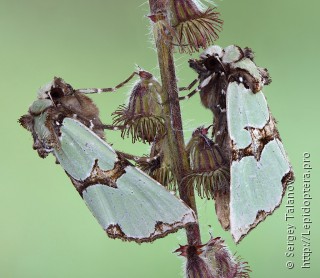 Имаго  (Staurophora celsia)
