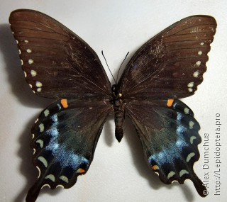 Имаго  (Papilio troilus)