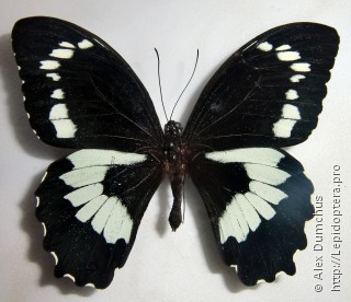 Имаго  Papilio bridgei