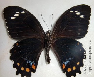 Имаго  Papilio bridgei