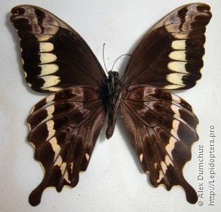 Papilio mackinnoni