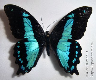 Имаго  Papilio chrapkowskii