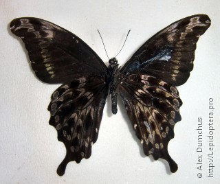 Papilio charopus