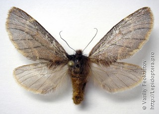 Ptilophora plumigera