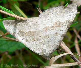 Scotopteryx bipunctaria