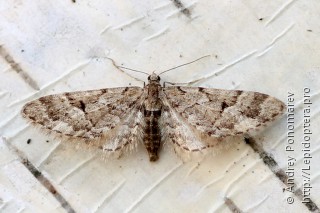 Имаго  (Eupithecia lanceata)