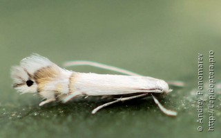 Phyllocnistis saligna