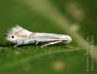 Phyllocnistis saligna