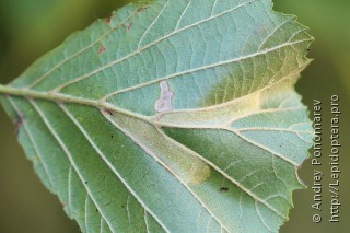 Phyllonorycter klemannella