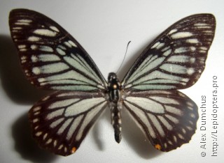 Papilio osmana
