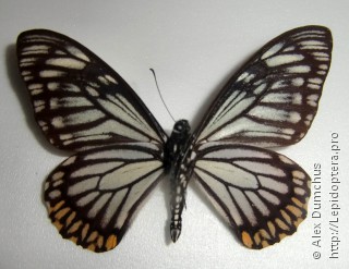 Имаго  Papilio osmana