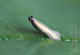 Имаго  Coptotriche angusticollella
