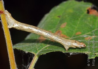 Crocallis elinguaria