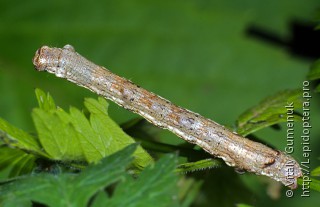 Crocallis elinguaria