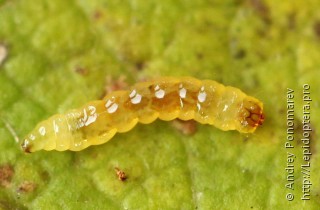Личинка  Ectoedemia intimella