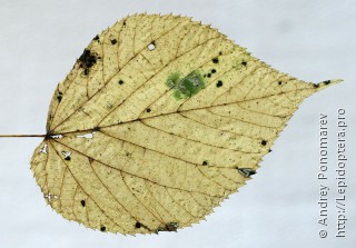 Личинка  Stigmella tiliae